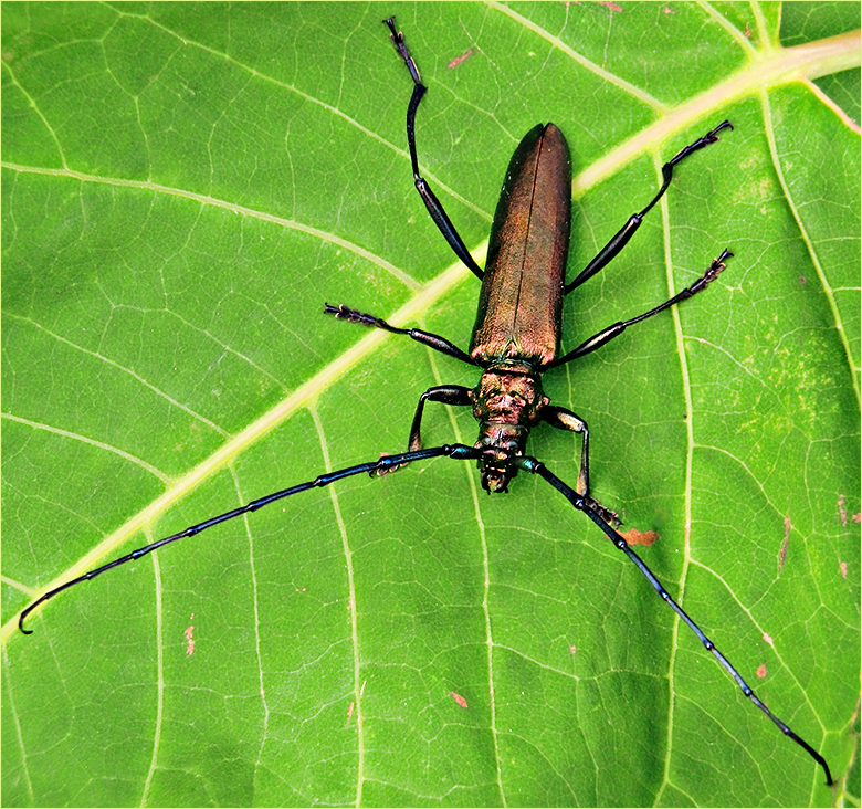 Bockkäfer