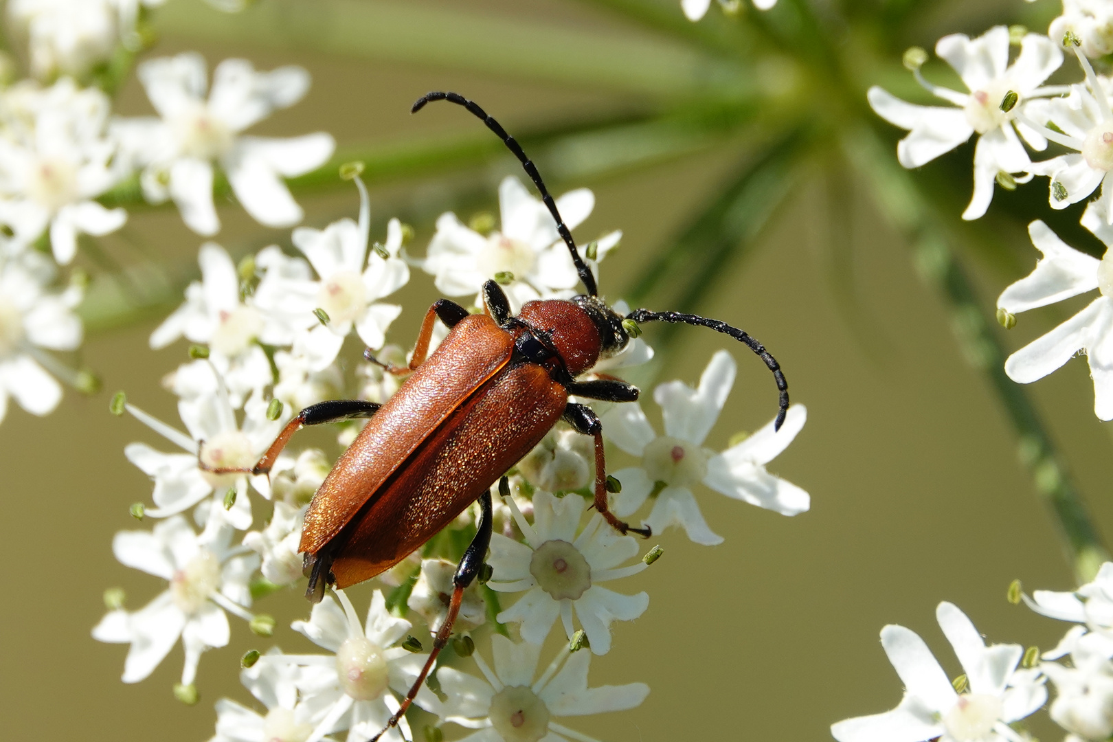 BOCKKÄFER Foto & Bild natur, insekten, wildlife Bilder auf