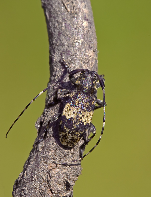 Bockkäfer