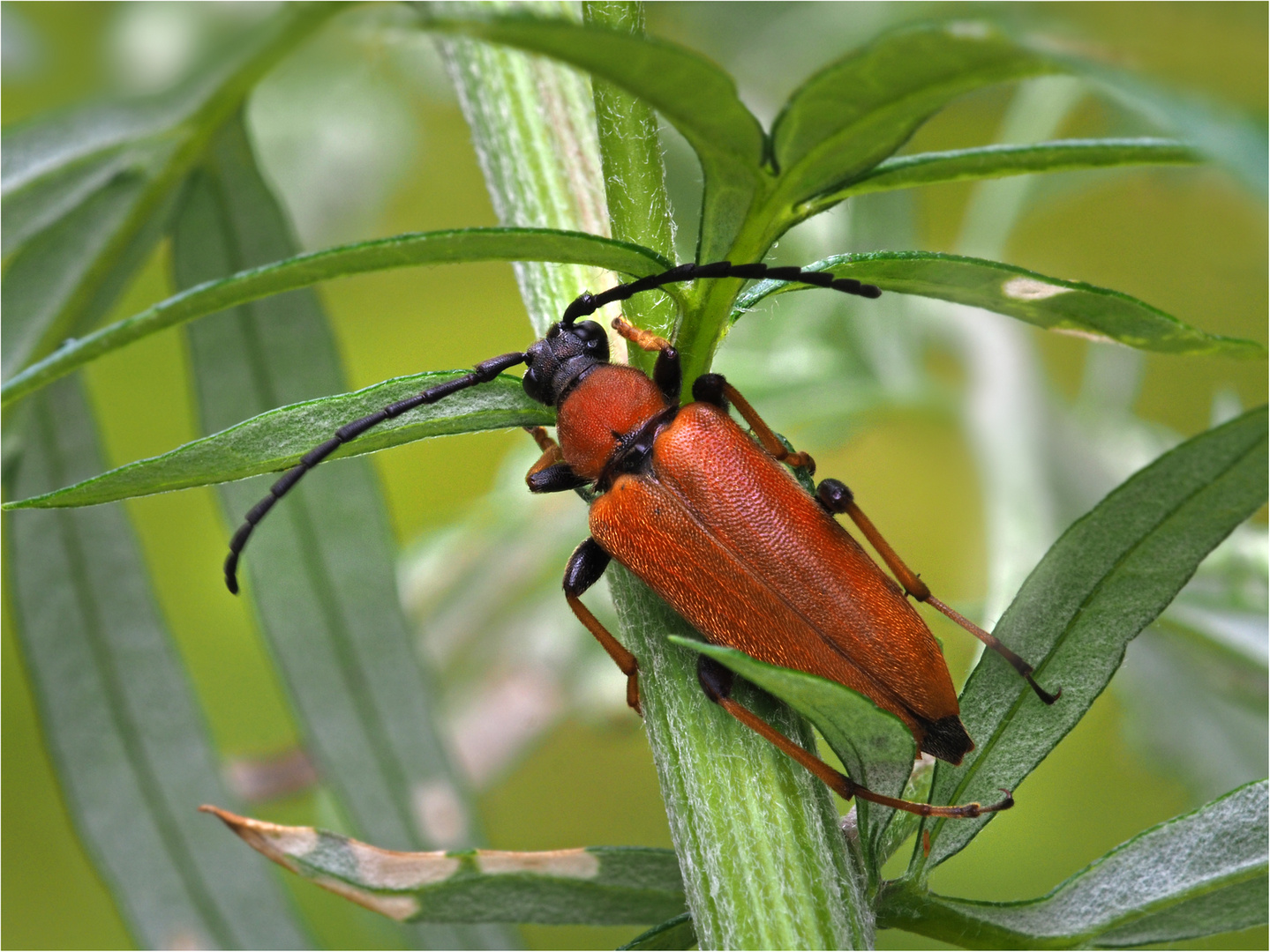 Bockkäfer