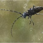 bockkäfer auf der windschutzscheibe