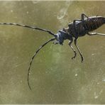 bockkäfer auf der windschutzscheibe