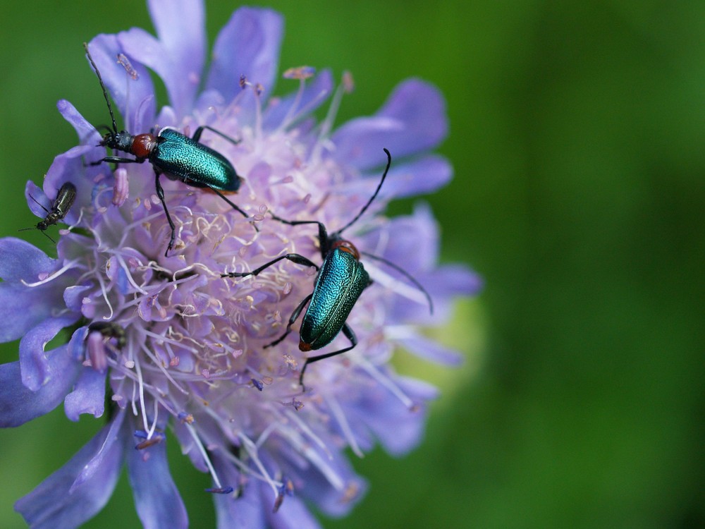 Bockkäfer auf Witwenblüte