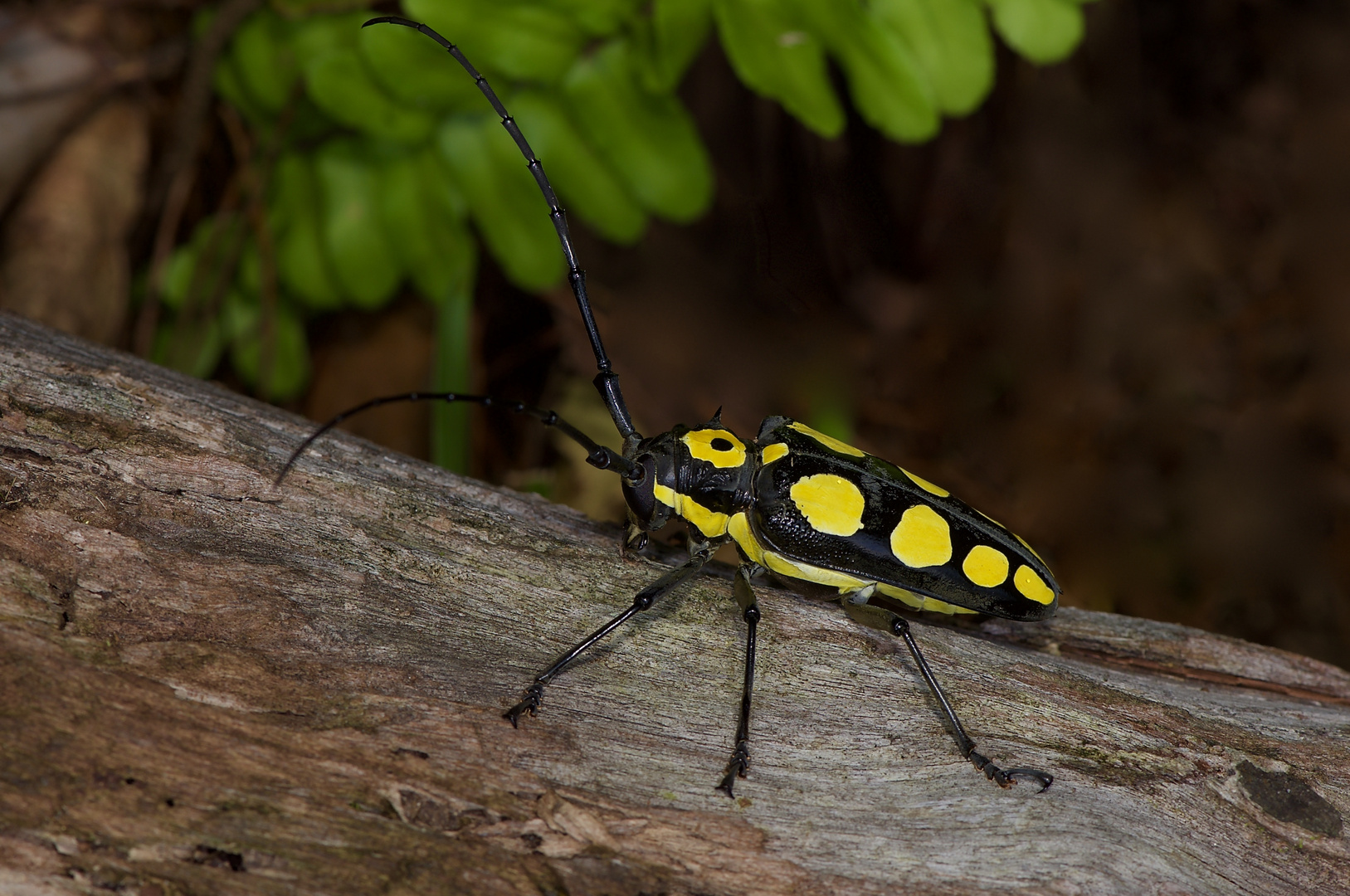 Bockkäfer aus dem Bergregenwald von Borneo