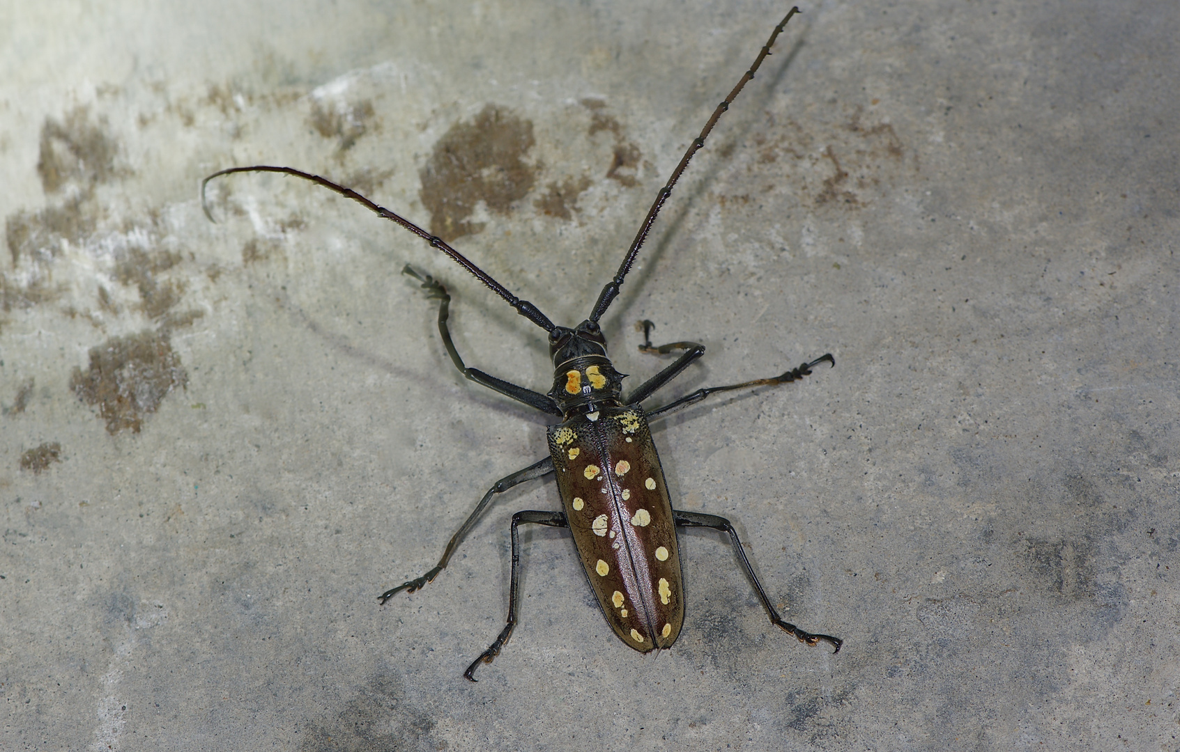 Bockkäfer aus dem Tropischen Regenwald von Borneo