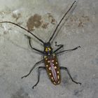 Bockkäfer aus dem Tropischen Regenwald von Borneo