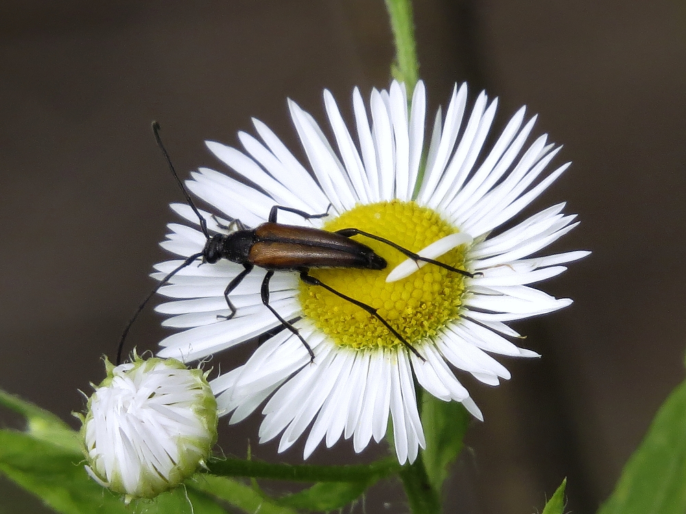 Bockkäfer