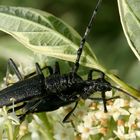 Bockkäfer bei der Paarung