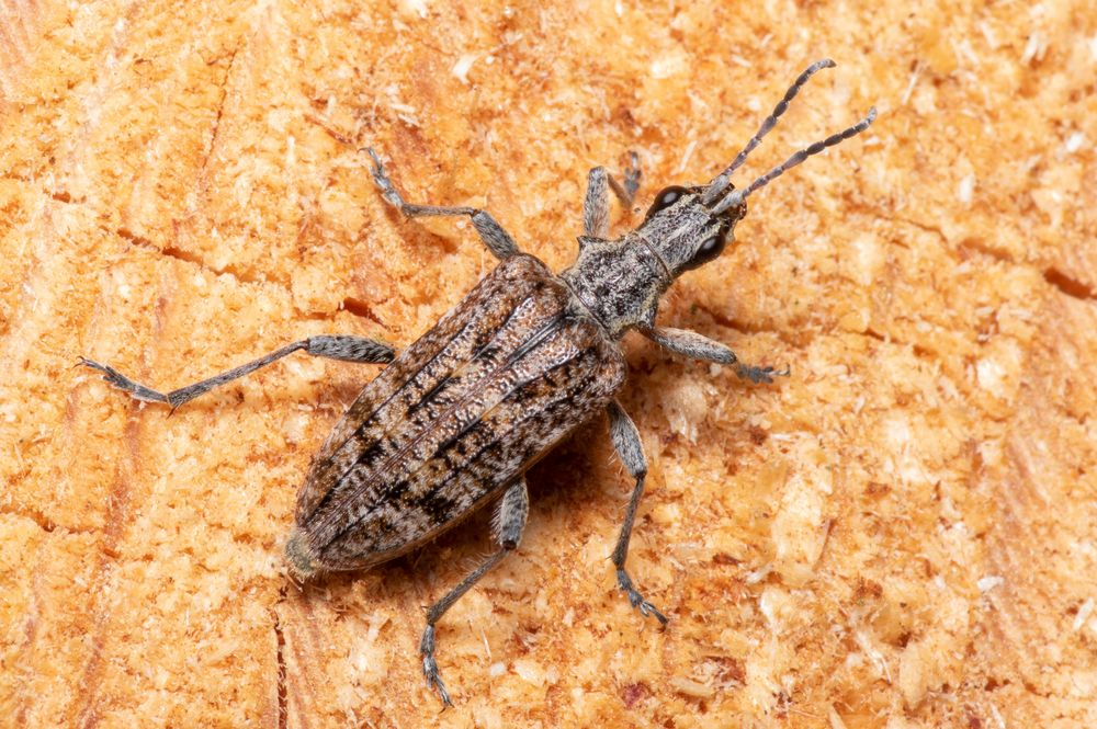 Bockkäfer Foto & Bild tiere, wildlife, insekten Bilder auf