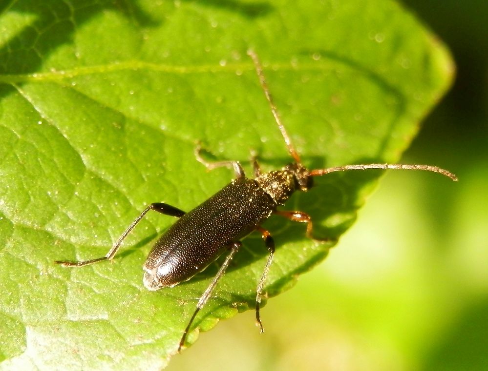 Bockkäfer - Grammoptera ruficornis (?)