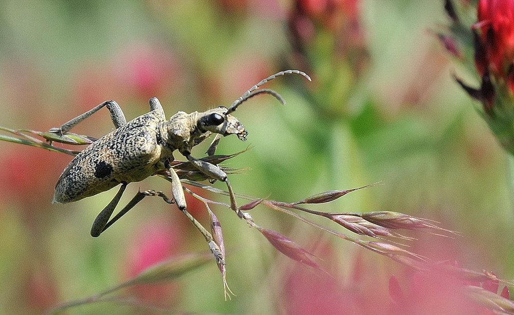 Bockkäfer in einer Kleewiese von LACHESIS 