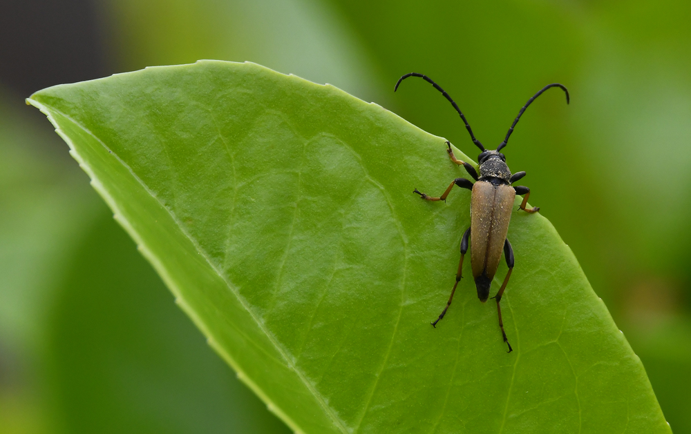 Bockkäfer (Leptura Fulva)