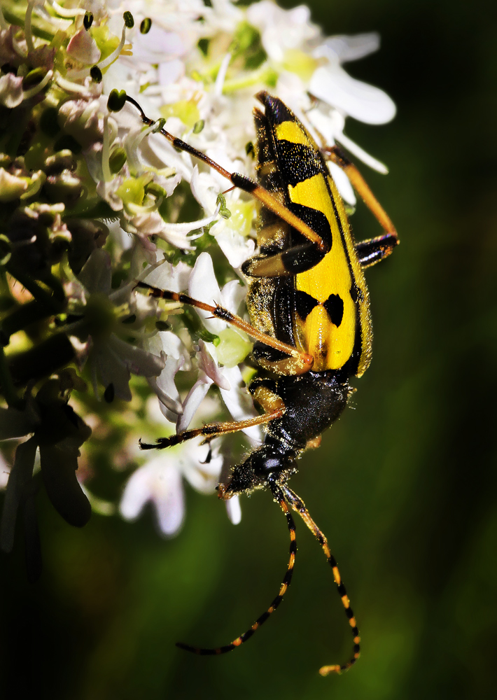 Bockkäfer (Leptura quadrifasciata)