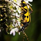 Bockkäfer (Leptura quadrifasciata)