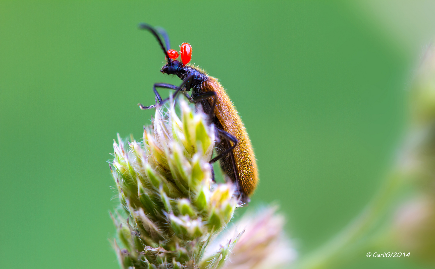 Bockkäfer mit Milbenbefall