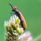 Bockkäfer mit Milbenbefall