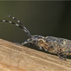 Bockkäfer Monochamus galloprovincialis