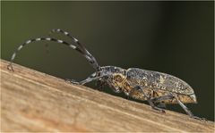 Bockkäfer Monochamus galloprovincialis