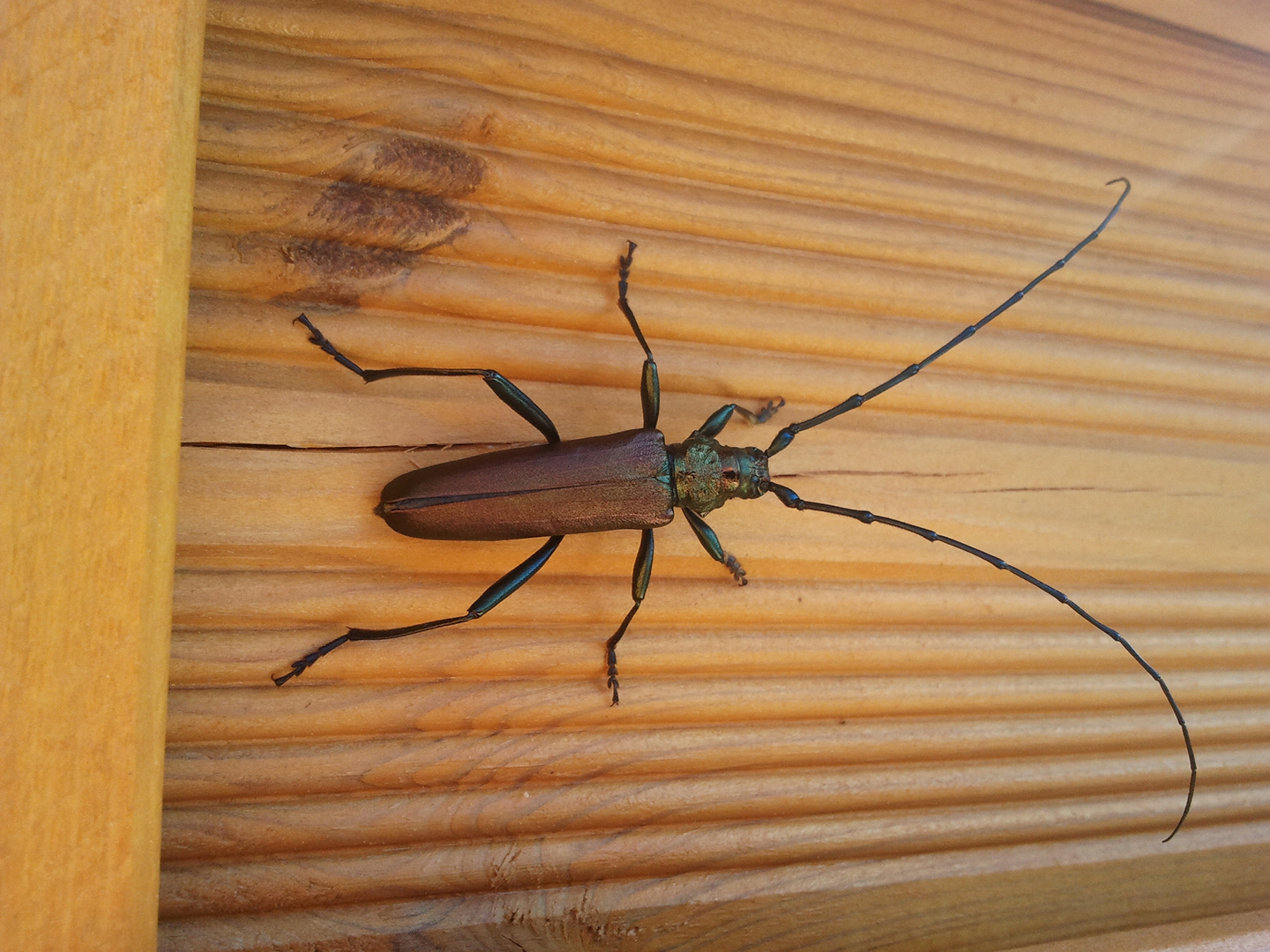 Bockkäfer Moschusbock Foto & Bild tiere, wildlife, insekten Bilder auf