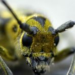 Bockkäfer Nahansicht