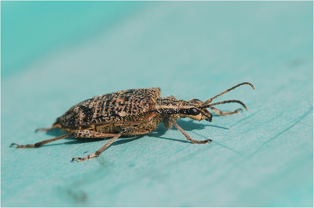 Bockkäfer (Rhagium mordax)