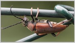 Bockkäfer (Stictoleptura Rubra)