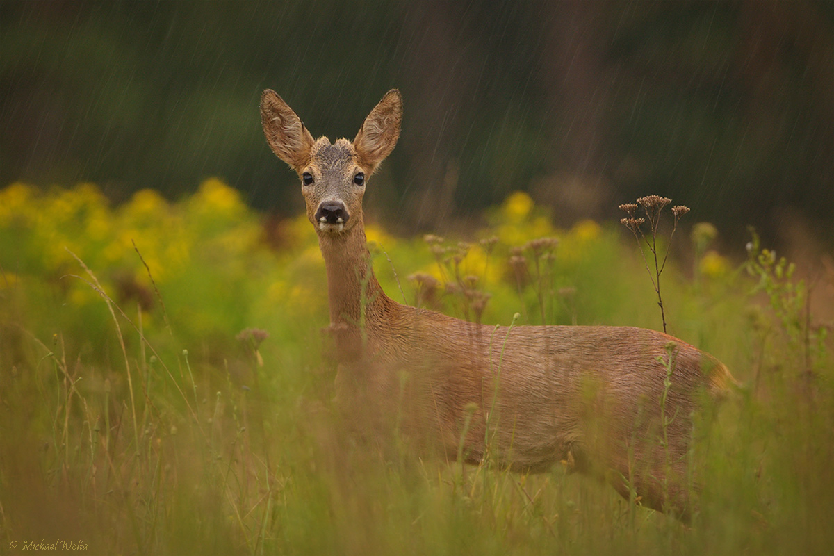 Bockkitz im Regen