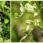 Bocks-Riemenzunge (Himantoglossum hircinum)...