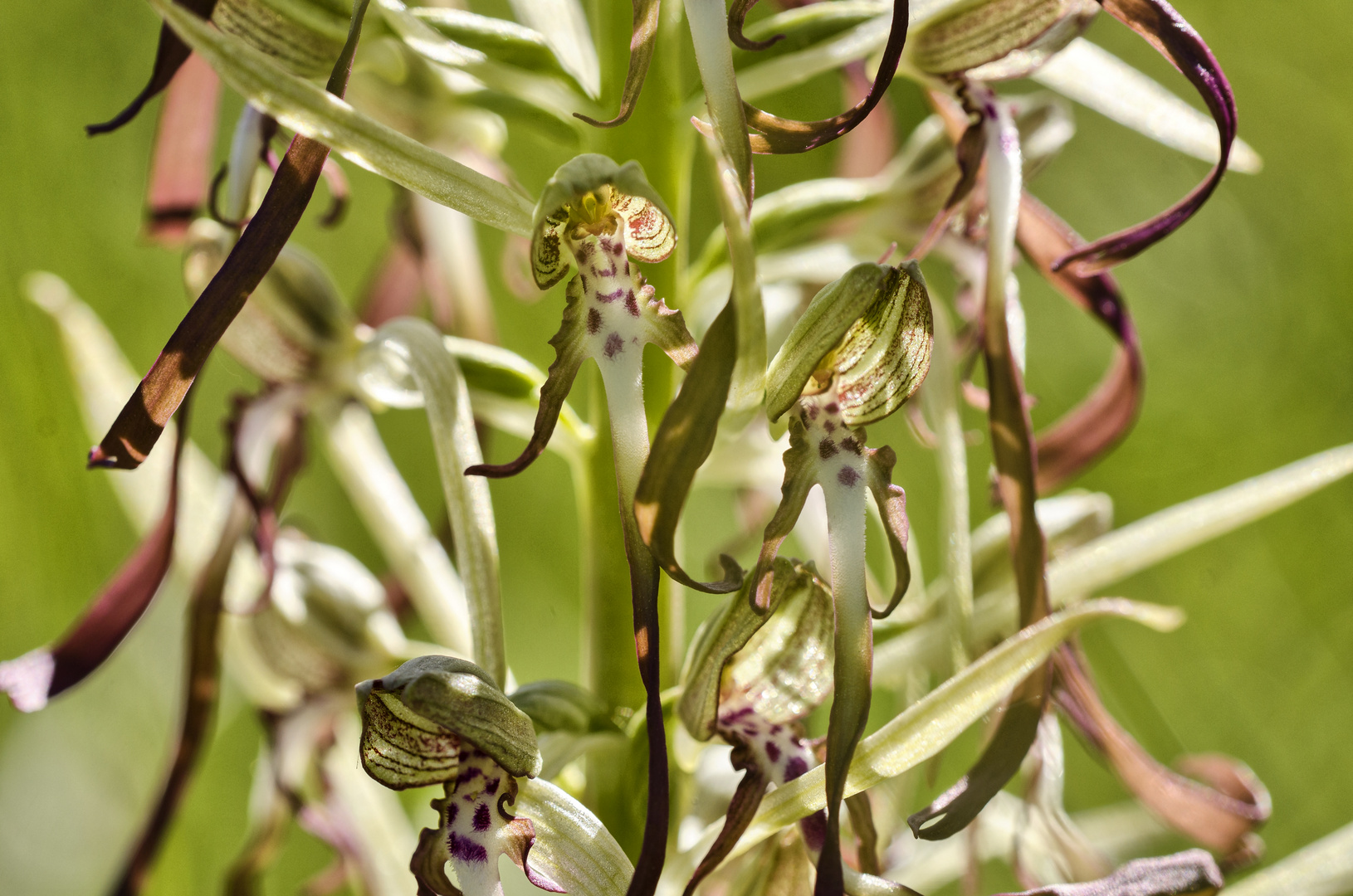 Bocks-Riemenzunge (Himantoglossum hircinum) 02