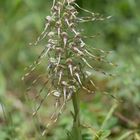 Bocks-Riemenzunge (Himantoglossum hircinum) - 1