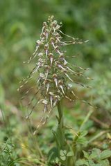 Bocks-Riemenzunge (Himantoglossum hircinum) - 1