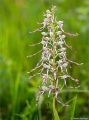 Bocks-Riemenzunge (Himantoglossum hircinum)