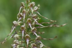 Bocks-Riemenzunge (Himantoglossum hircinum) - 2
