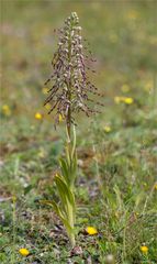 Bocks - Riemenzunge (Himantoglossum hircinum)