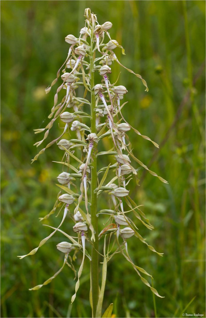 Bocks-Riemenzunge (Himantoglossum hircinum)