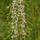 Bocks-Riemenzunge (Himantoglossum hircinum)