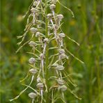 Bocks-Riemenzunge (Himantoglossum hircinum)