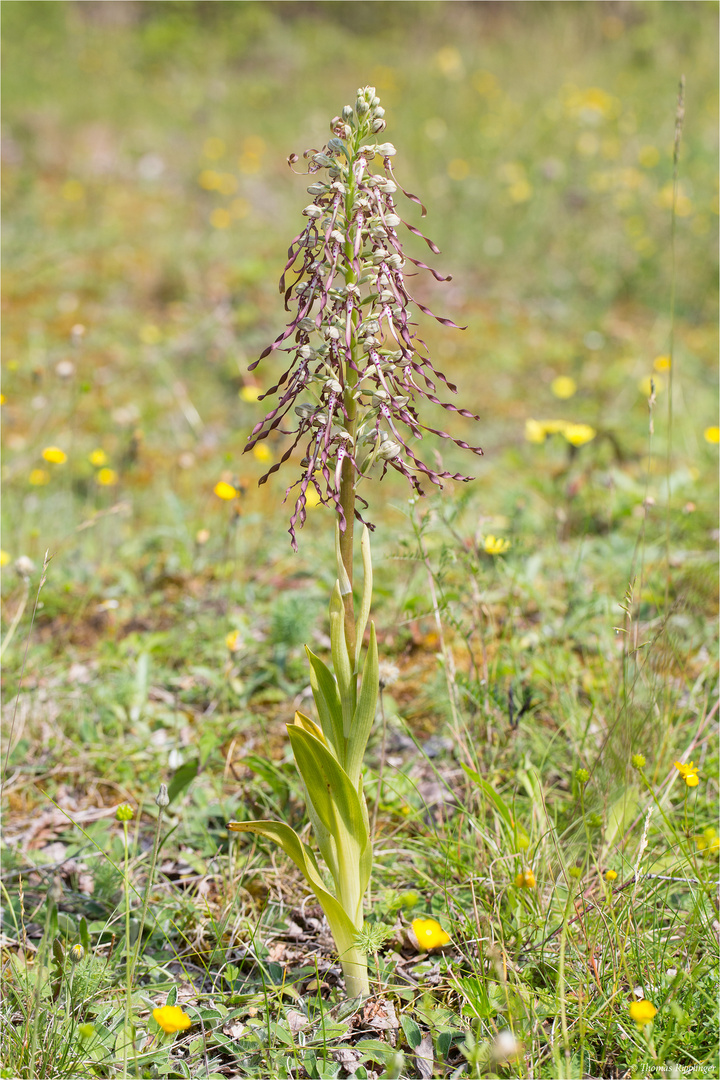 Bocks - Riemenzunge (Himantoglossum hircinum).