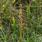 Bocks-Riemenzunge (Himantoglossum hircinum)....
