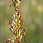 Bocks-Riemenzunge (Himantoglossum hircinum)...