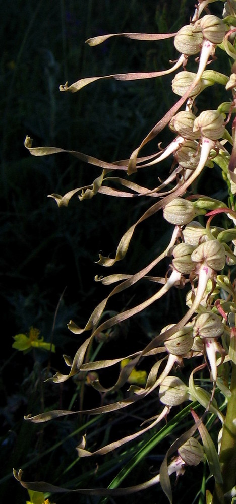 Bocks-Riemenzunge (Himantoglossum hircinum)