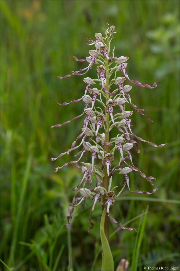 Bocks-Riemenzunge (Himantoglossum hircinum)