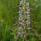 Bocks-Riemenzunge (Himantoglossum hircinum)