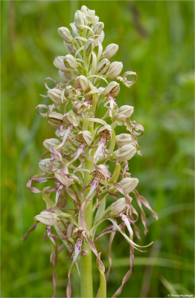 Bocks-Riemenzunge (Himantoglossum hircinum)