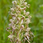 Bocks-Riemenzunge (Himantoglossum hircinum)