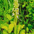 Bocks-Riemenzunge (Himantoglossum hircinum)