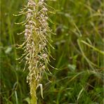 Bocks-Riemenzunge (Himantoglossum hircinum) ...