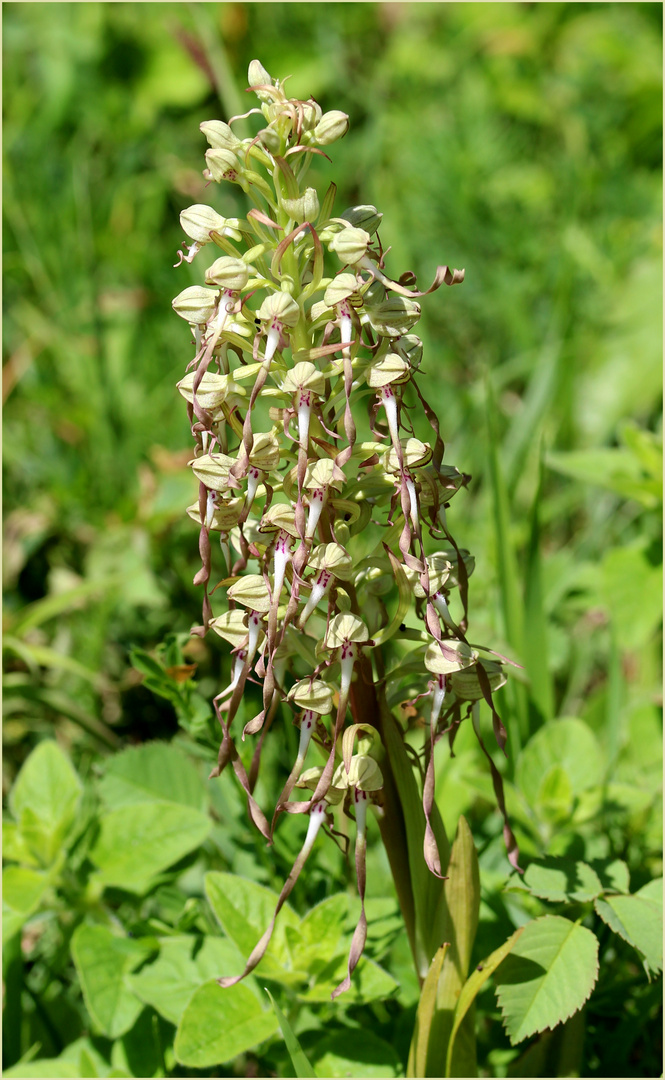 Bocks-Riemenzunge (Himantoglossum hircinum).