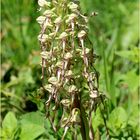 Bocks-Riemenzunge (Himantoglossum hircinum).