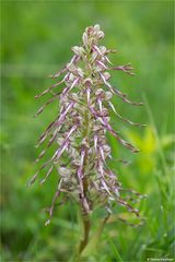 Bocks-Riemenzunge (Himantoglossum hircinum) .